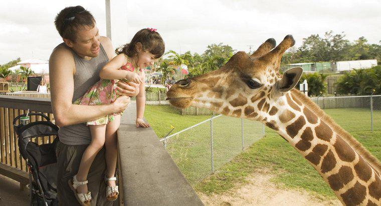 Cine are mai multe oase în gât: oameni sau girafe?
