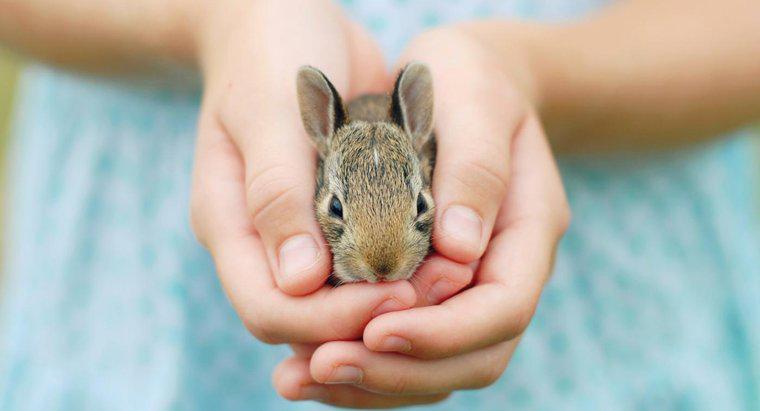 Care sunt unele fapte Rabbit adecvate pentru copii?