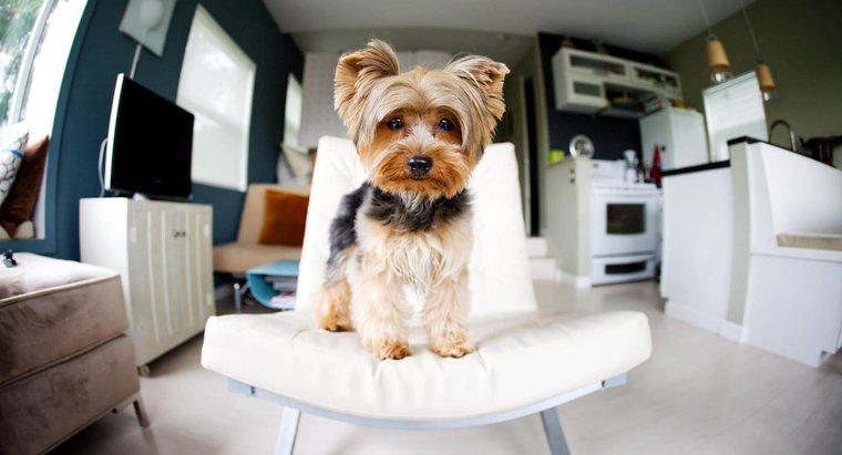 Ce sunt niște câini de dimensiuni medii pentru un apartament?