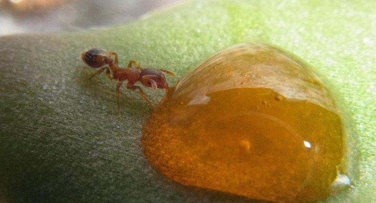 Ce mănâncă Honey Ants?