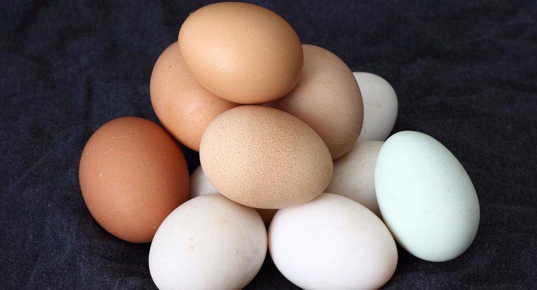 Cât durează un ou de pui pentru a acoperi?
