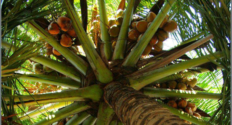 Cum se dispersează semințele de nucă de cocos?