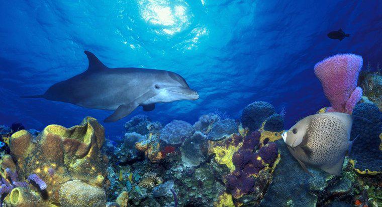 Delfinii trăiesc în corali?