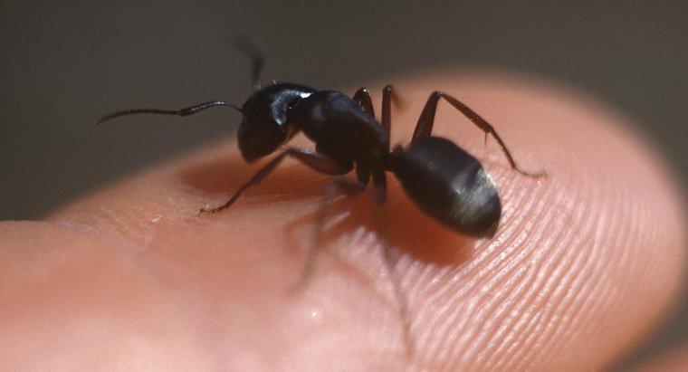 Cum identificați furnici tăiați?