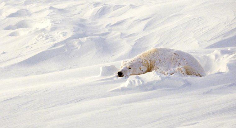 Unde dormi Polar Bears?