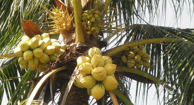 Ce animale mănâncă nucă de cocos?