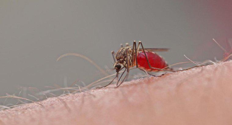 Cât durează ultimul țânțar?