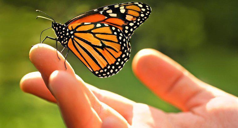 Care sunt unele fapte despre fluturele Monarch?