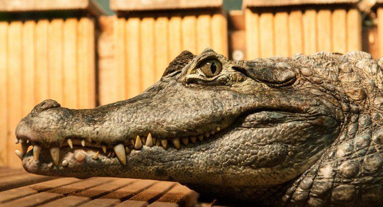 Care sunt adaptările unui crocodil?
