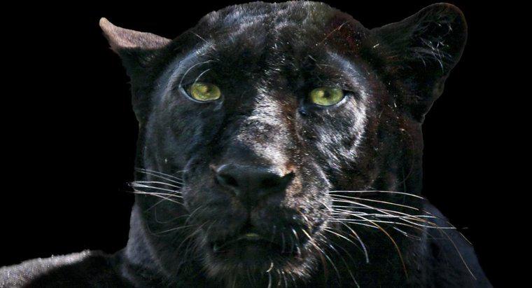 Cum se protejează Pantherul Negru?