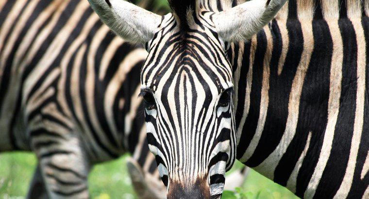 Cât de multe stripe are o zebră?