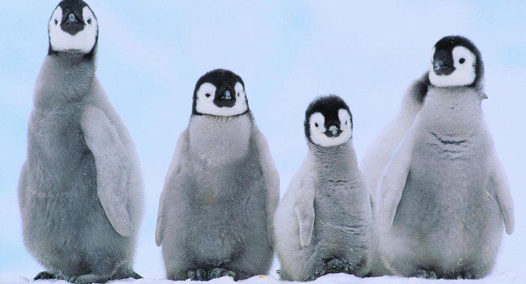 Ce sunt numiți pinguini copii?