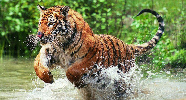 De ce sunt pe cale de dispariție tigrii bengali?
