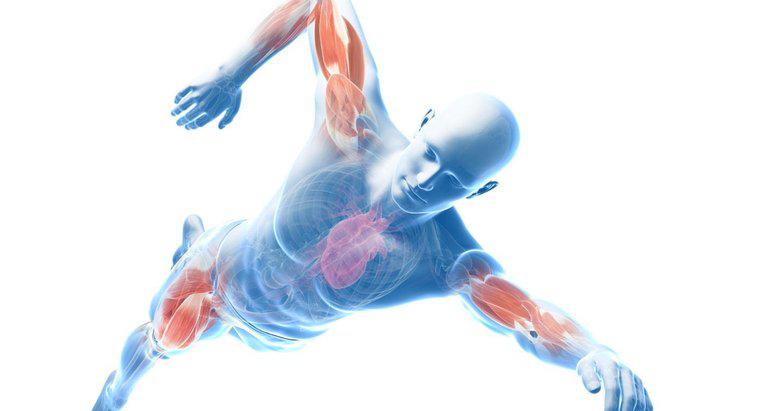 Care sunt mușchii conturului major al corpului?