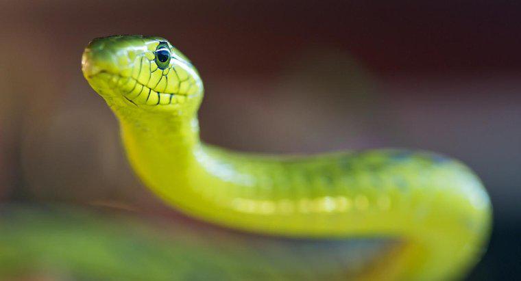 Ce este un verde Mamba Snake?