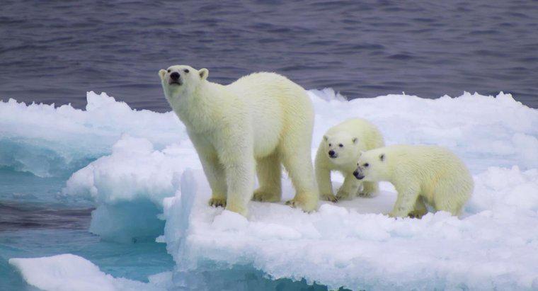 Sunt urșii polari albi pe tot parcursul anului?