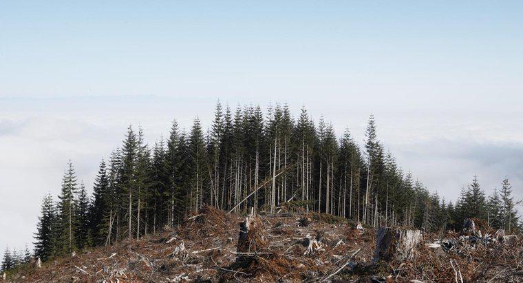 Ce va cauza distrugerea pădurilor?