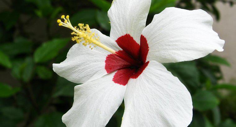 Care sunt părțile unei flori Gumamela?