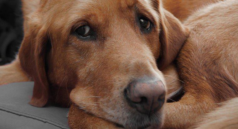 Câinii fac crize lacrimi adevărate?