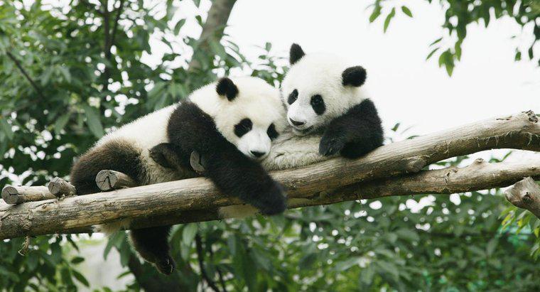 Unde sunt resturile de habitate panda?