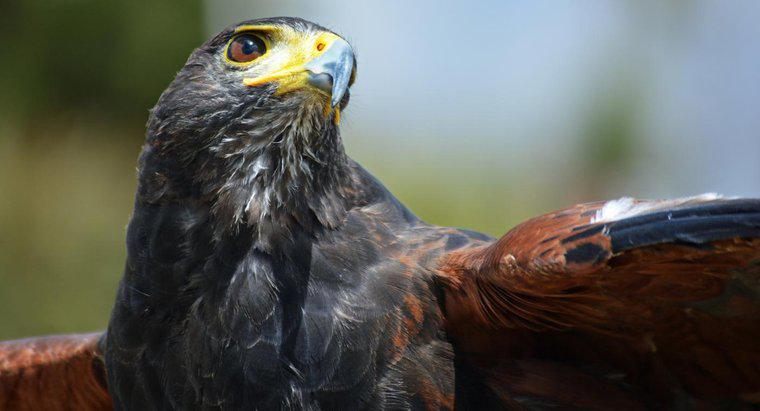 Care este diferența dintre Hawks și Falcons?