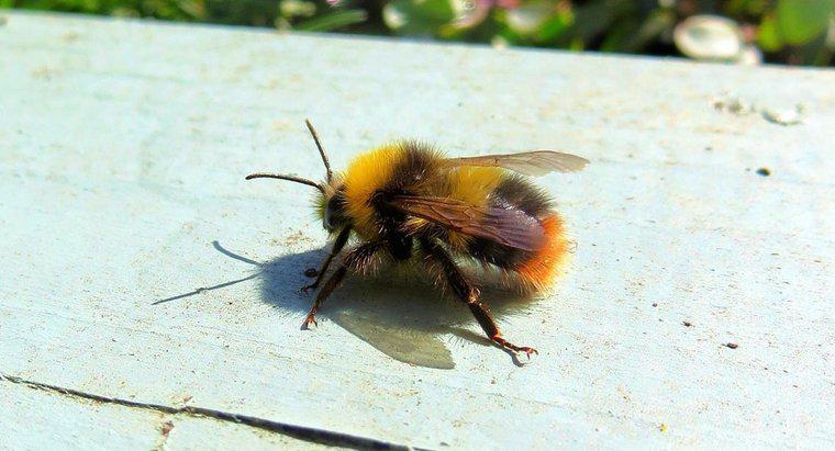 Cât de multe picioare are o albină?
