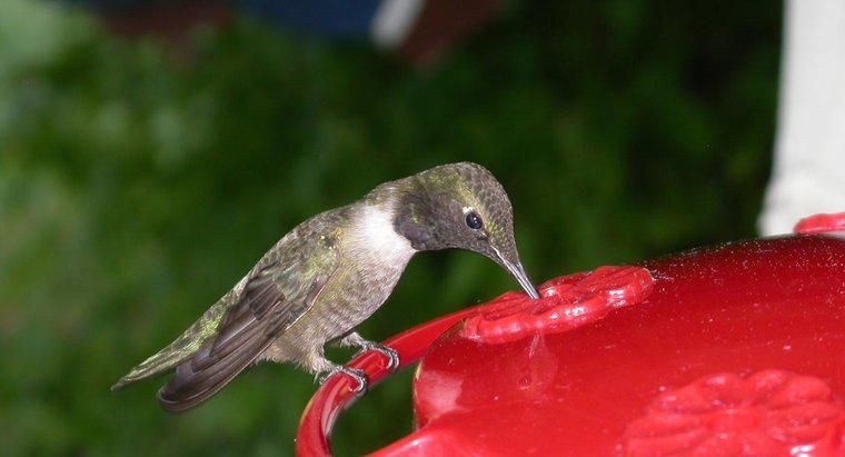 Ce mănâncă Hummingbirds?