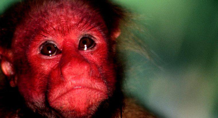 Ce este o maimuță cu fața roșie numită?