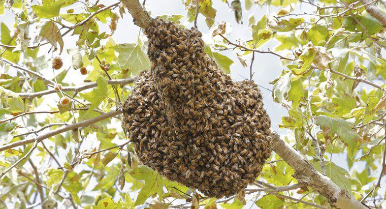 Cât durează albinele pentru a face un stup?