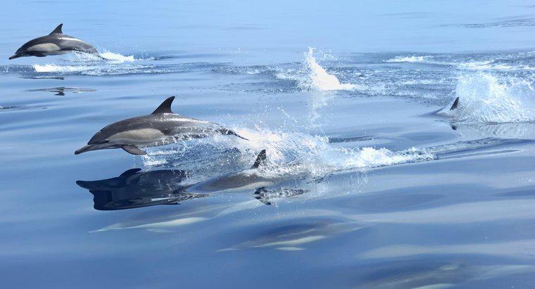 Cât de repede pot înota delfinii?
