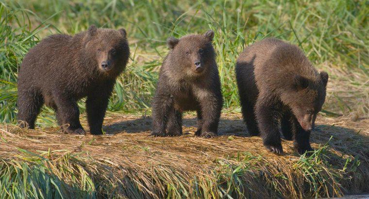 Ce este numit un grup de urși?