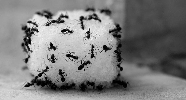 Cum ucizi furnici folosind oțet?