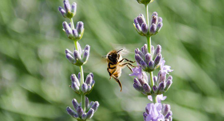 Cum se produce polenizarea?