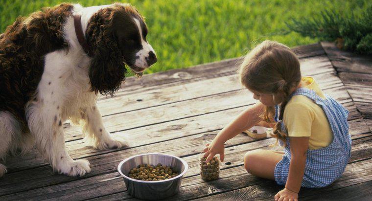 Care este cel mai bun aliment cu hrană redusă pentru câini?