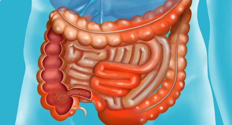 Ce se întâmplă în intestinul mic?