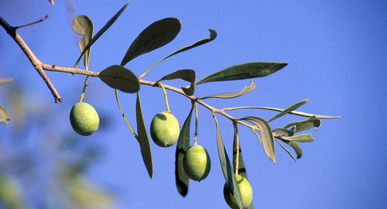 Ce înseamnă simbolizarea măslinului?