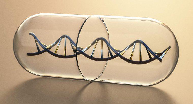 Ce face pantele scării unei molecule ADN?
