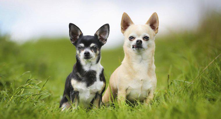 Cât de mult costă câinii Chihuahua?