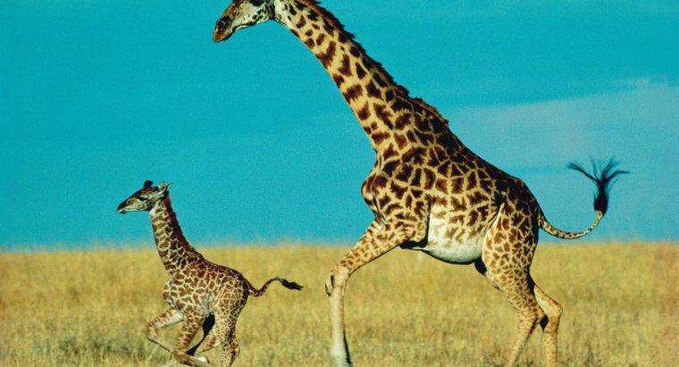 Cât durează un copil girafă să rămână cu mama lui?