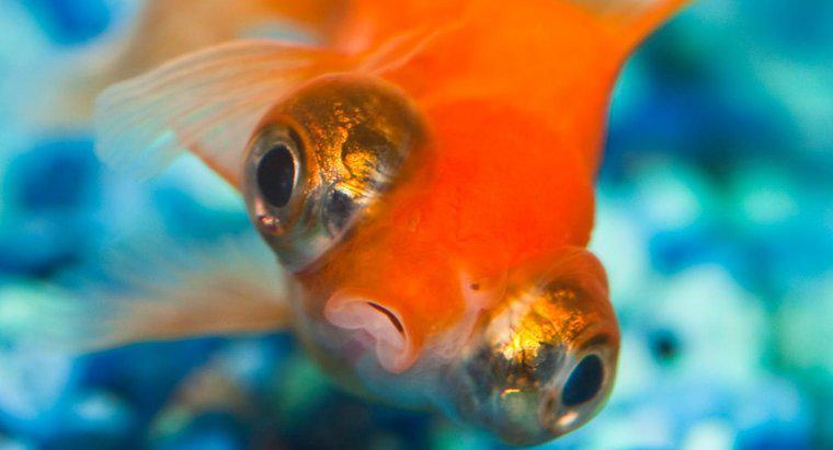 De ce se înalță Goldfish în sus?