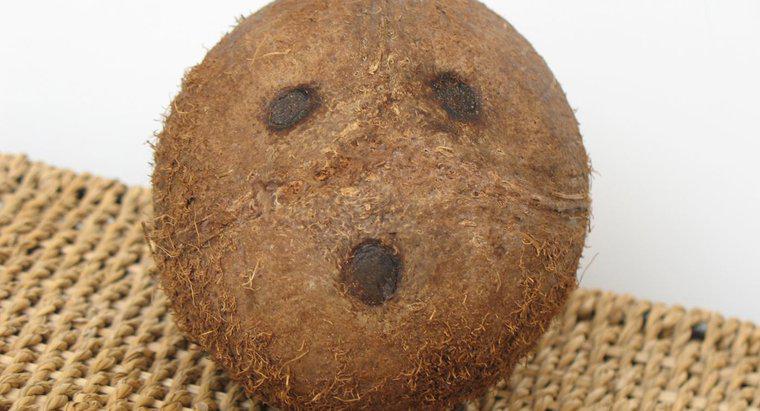 Ce fel de obiecte de artizanat poti face cu o coajă de nucă de cocos?