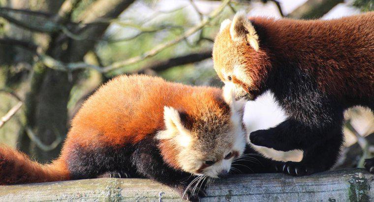 Este legal să deții un panda roșu ca un animal de companie?