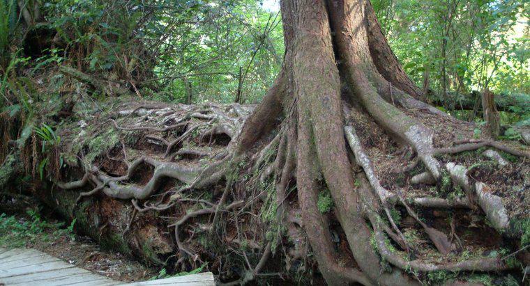 Furtunile dau copacilor rădăcini mai adânci?