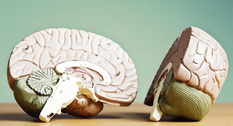 Ce conectează cele două emisfere ale creierului?