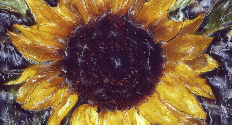 De ce Vincent Van Gogh a vopsit floarea-soarelui?